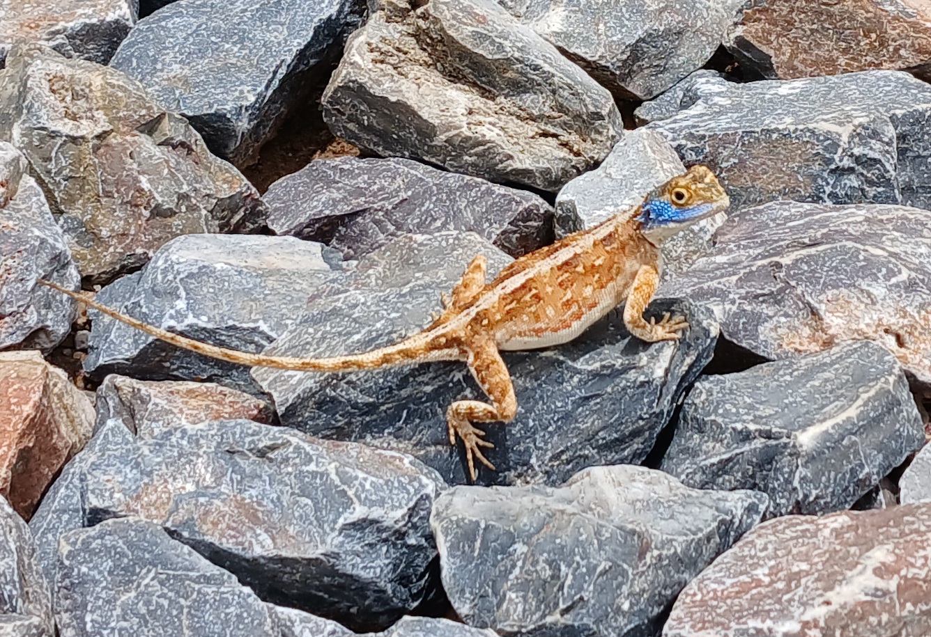 Agama aculeata Merrem, 1820