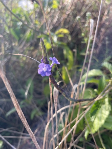 Foto de Verbena de Nanã