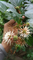 Cephalanthus tetrandra