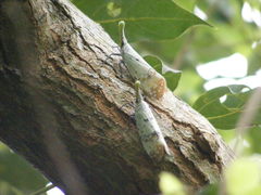 Pyrops watanabei