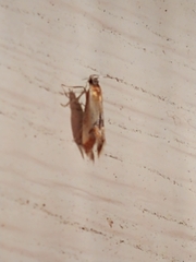Batia lunaris