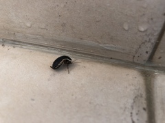 Loboptera decipiens