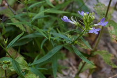 Palmerella debilis serrata