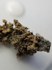 Xanthaptychia contortuplicata