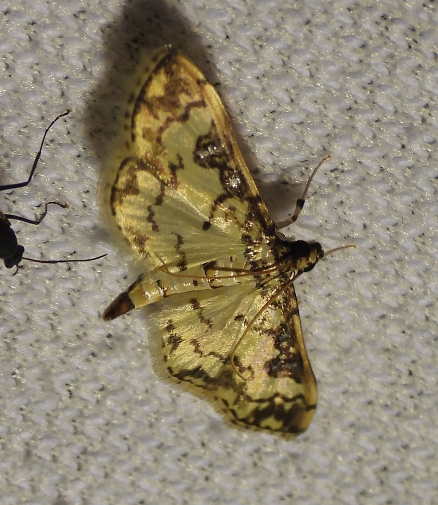 Lamprosema lucillalis