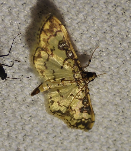 Lamprosema lucillalis