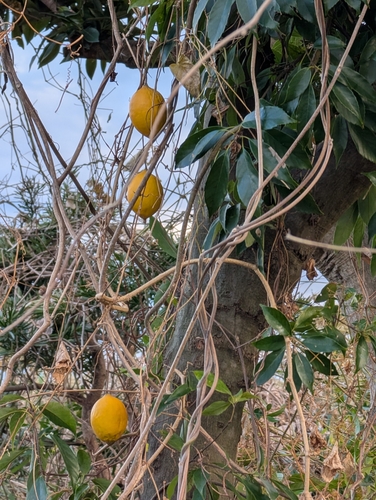 Trichosanthes kirilowii, photograph 3
