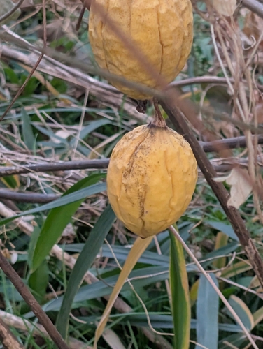 Trichosanthes kirilowii, photograph 4