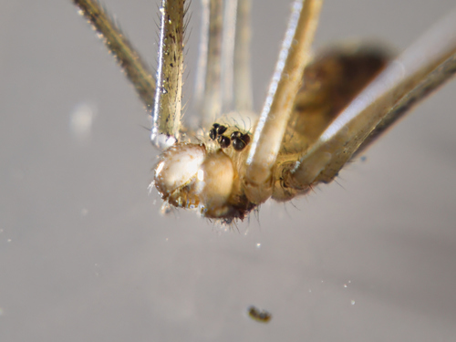 Marbled Cellar Spider