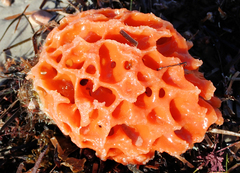 Holopsamma laminaefavosa