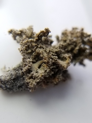 Xanthaptychia contortuplicata