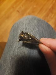 Neotibicen lyricen engelhardti