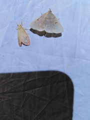 Zanclognatha lunalis