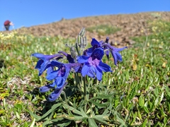Delphinium brachycentrum