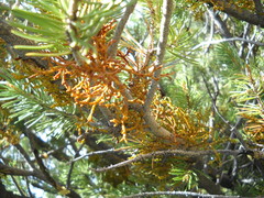 Arceuthobium divaricatum