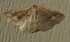 Homochlodes lactispargaria