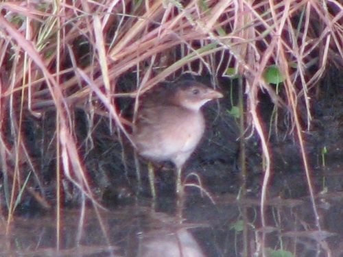Striped Crake (Aenigmatolimnas marginalis), photo 5