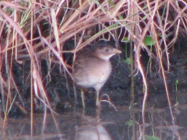 Striped Crake (Aenigmatolimnas marginalis), photo 10
