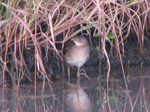 Striped Crake (Aenigmatolimnas marginalis), photo 6
