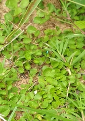 Aciagrion occidentale