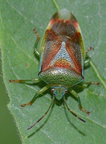 Krūminė Skydblakė nuotrauka