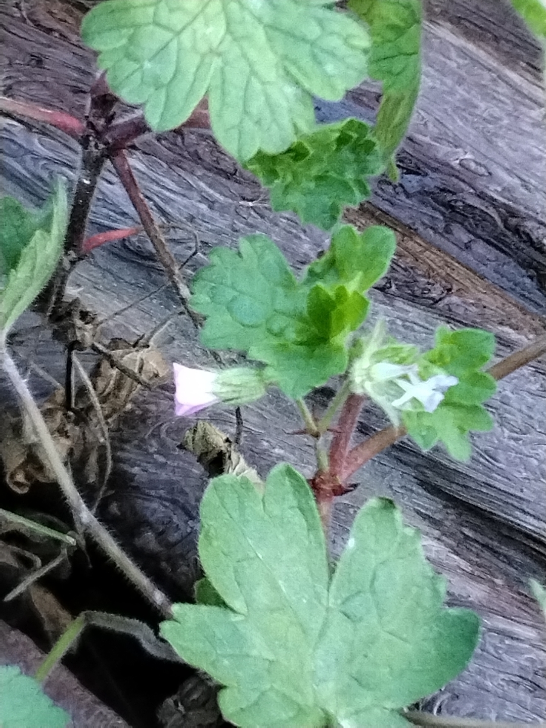 Imagem de Malva-de-cheiro