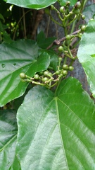 Cissus repens