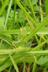 Chondracris