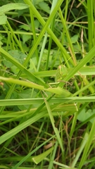Chondracris