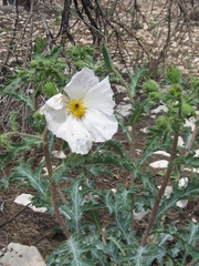Argemone munita rotundata