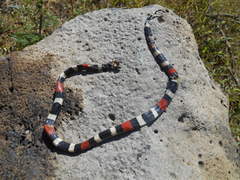 Micrurus laticollaris