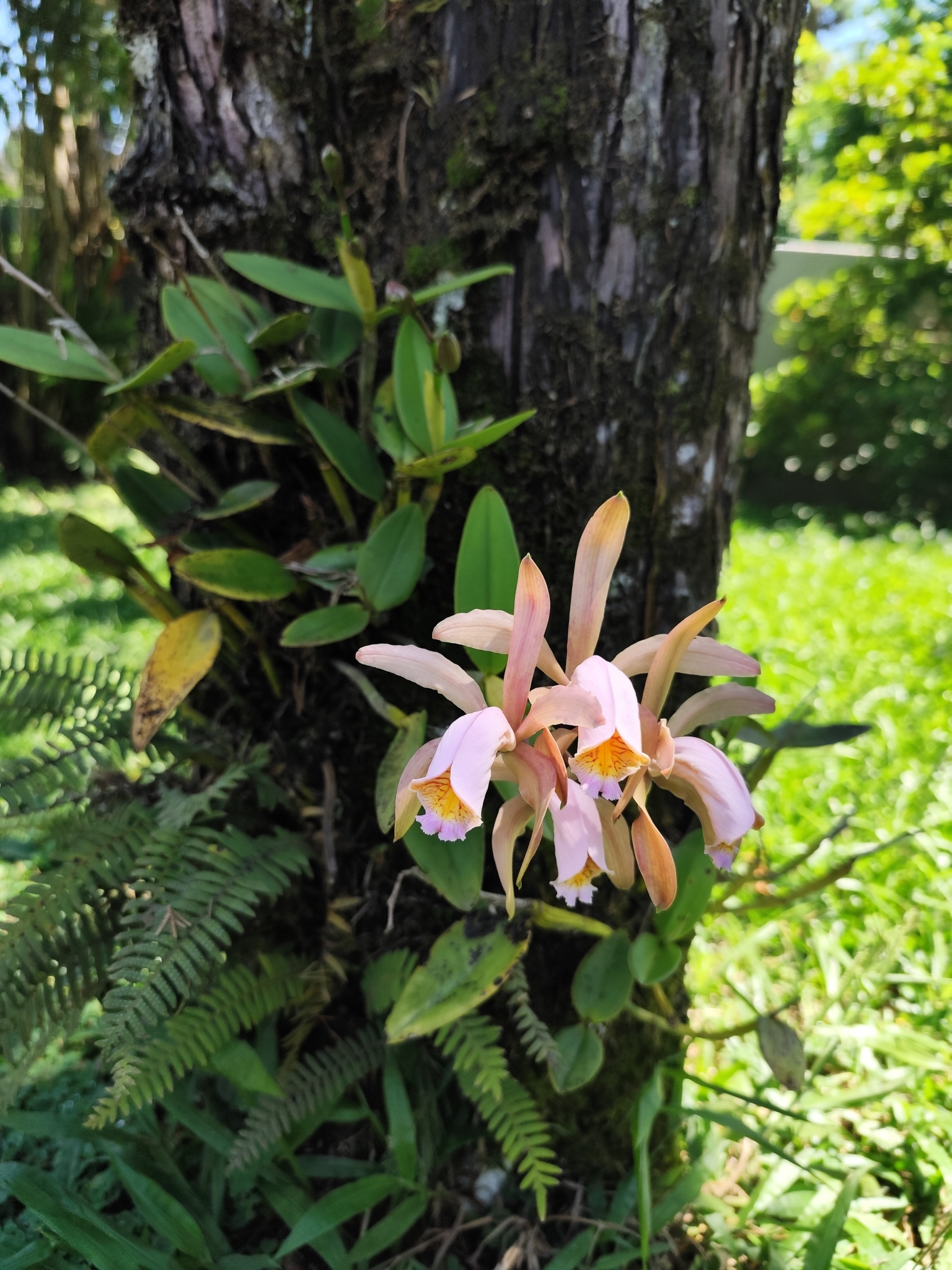 Cattleya forbesii