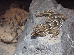 East Canary Gecko photo 2