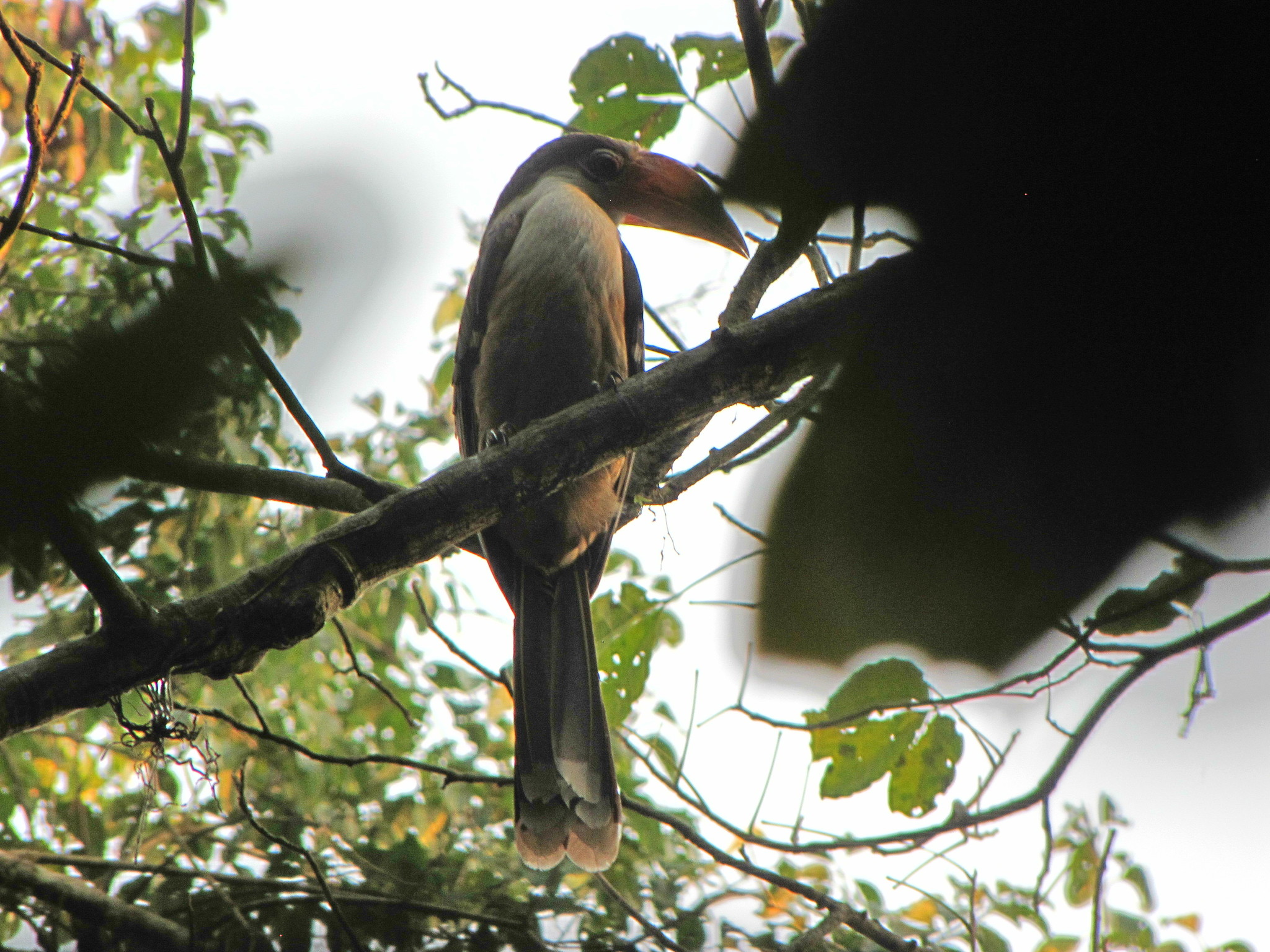 Austen's Brown Hornbill
