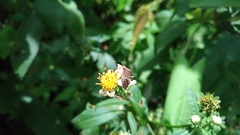 Cletomorpha simulans