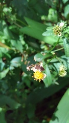 Cletomorpha simulans