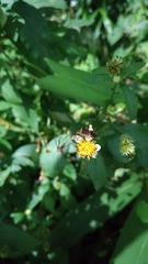 Cletomorpha simulans