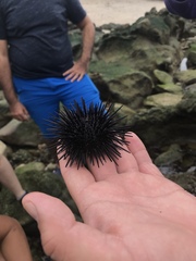 Echinometra vanbrunti