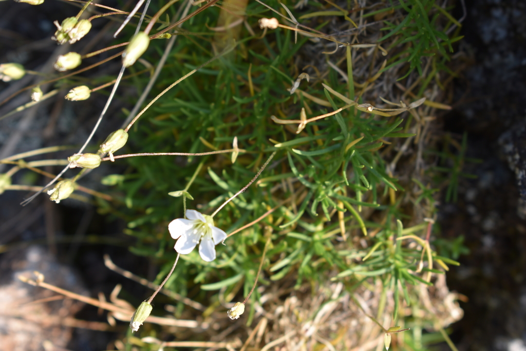 Sabulina helmii
