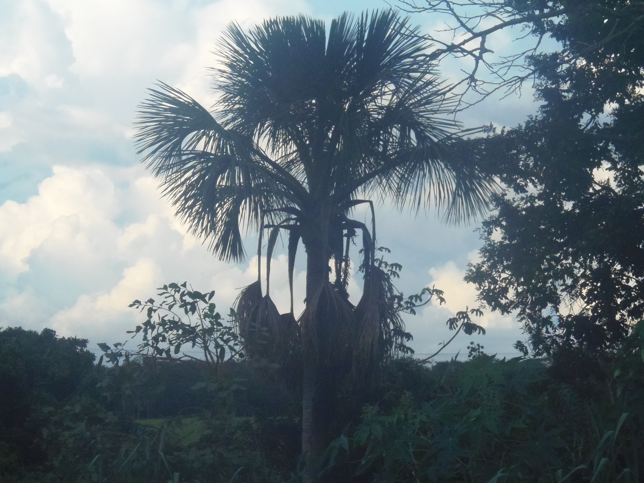 Mauritia flexuosa