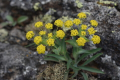 Bupleurum multinerve