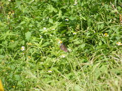 Euploea mulciber barsine