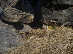 Crotalus culminatus