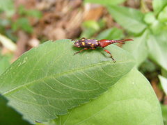 Baryrhynchus poweri