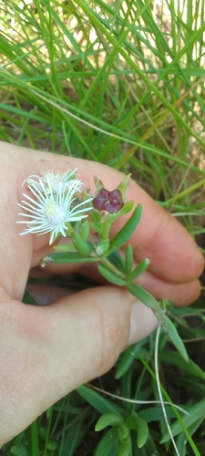Foto de Uva-do-mar