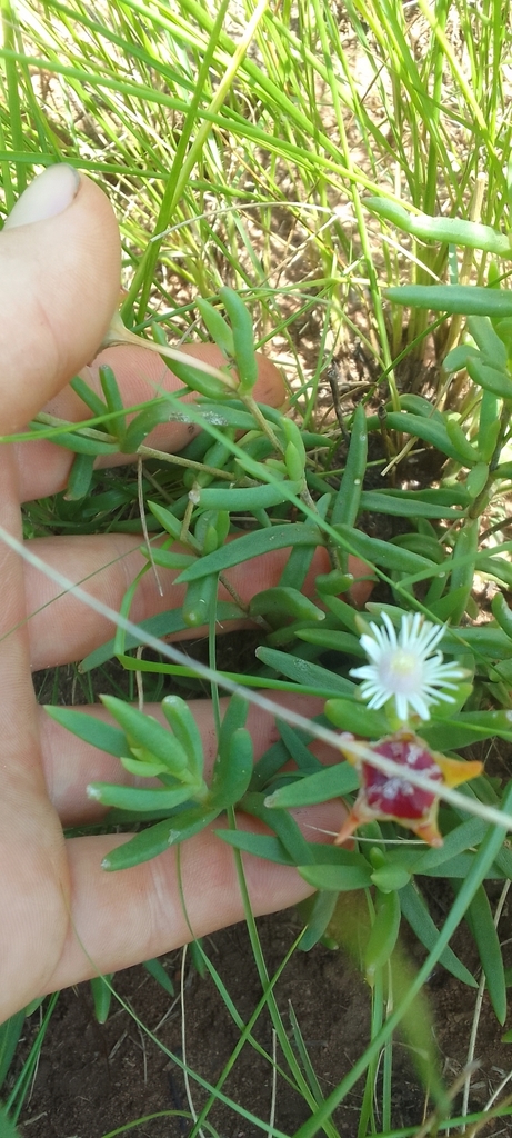Foto de Uva-do-mar