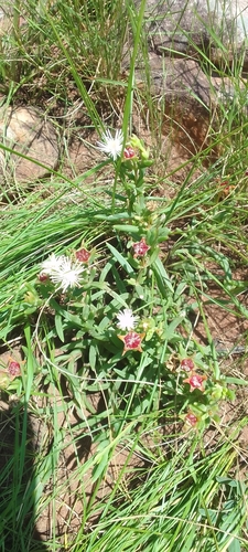Foto de Uva-do-mar