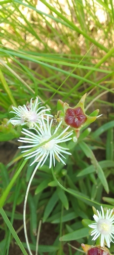 Foto de Uva-do-mar
