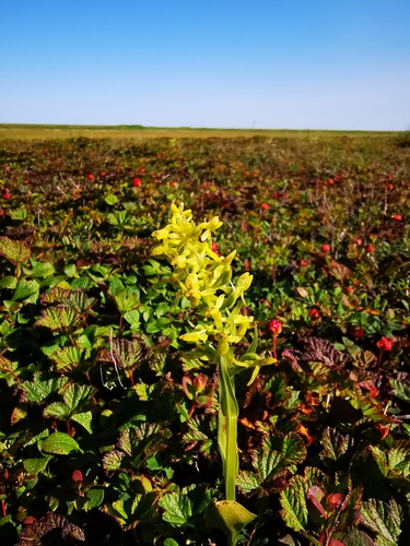 Platanthera tipuloides iNat (1)