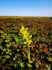 Platanthera tipuloides behringiana